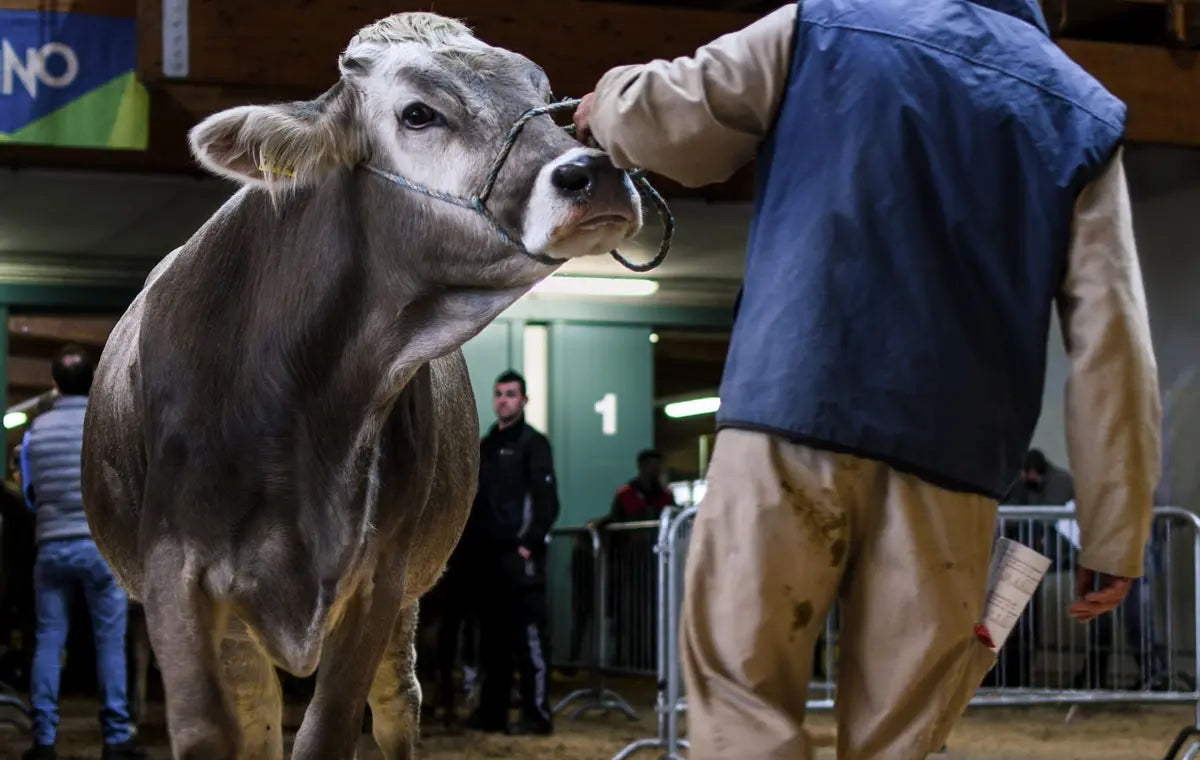 Bovini in una tradizionale fiera agricola
